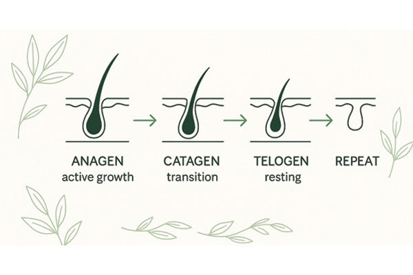 Hair growth cycle illustration with stages of anagen, catagen, and telogen on a white background.